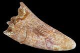 Bargain, Cretaceous Fossil Crocodile Tooth - Morocco #122461-1